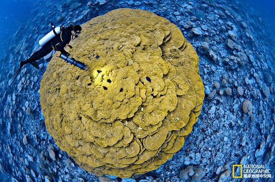金曼礁國(guó)家紀(jì)念區(qū)，太平洋攝影：Brian Skerry，國(guó)家地理創(chuàng)意版
