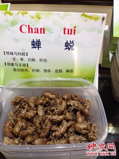 你可能沒想到，這個知了幼蟲退下的皮還是一味藥，對嗎？