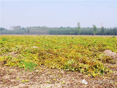 一望無(wú)際的山藥基地。據(jù)說(shuō)，一季山藥后，土地需要五年才能恢復(fù)。