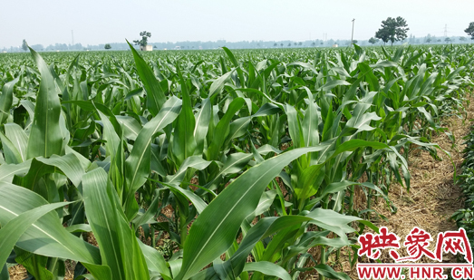種植其他品種的玉米苗枝粗葉大，郁郁蔥蔥