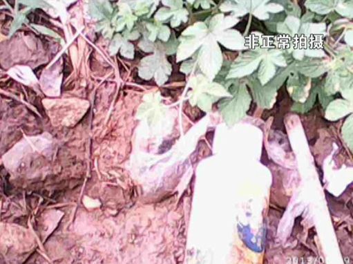 大棚蔬菜園區(qū)里到處丟棄著農藥廢物。