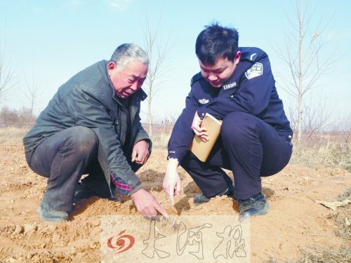 牡丹苗被盜之后，郭萬(wàn)通又補(bǔ)種的牡丹苗已經(jīng)發(fā)芽