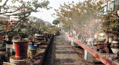 劉光嘉出示博物館內(nèi)部圖片中，擺放著各種盆景。