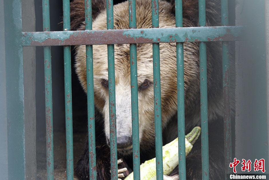 6月19日，河南鄭州，新密市動物園咬死飼養(yǎng)員的肇事棕熊被暫押在鄭州動物園內(nèi)，該熊“臥室”周圍被三重鋼