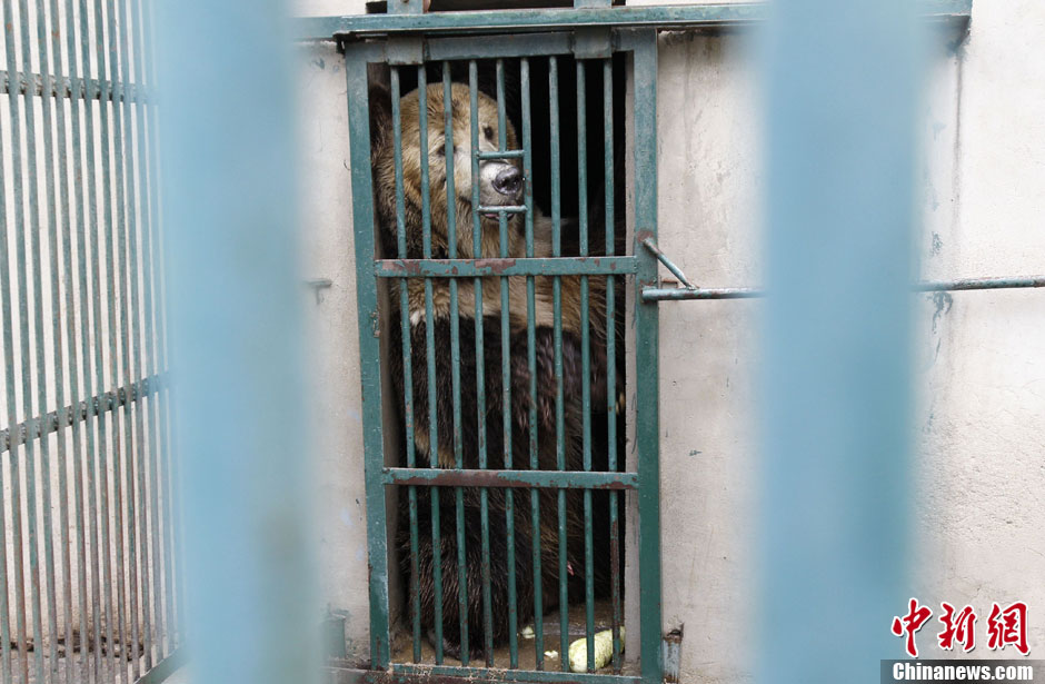 6月19日，河南鄭州，新密市動物園咬死飼養(yǎng)員的肇事棕熊被暫押在鄭州動物園內(nèi)，該熊“臥室”周圍被三重鋼