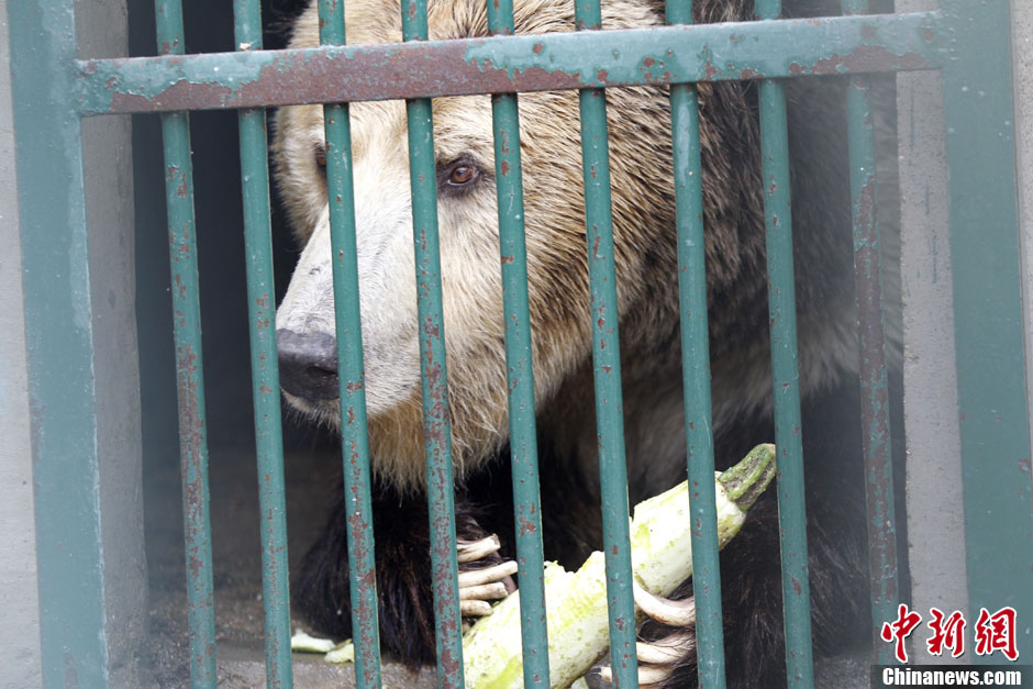 6月19日，河南鄭州，新密市動物園咬死飼養(yǎng)員的肇事棕熊被暫押在鄭州動物園內(nèi)，該熊“臥室”周圍被三重鋼