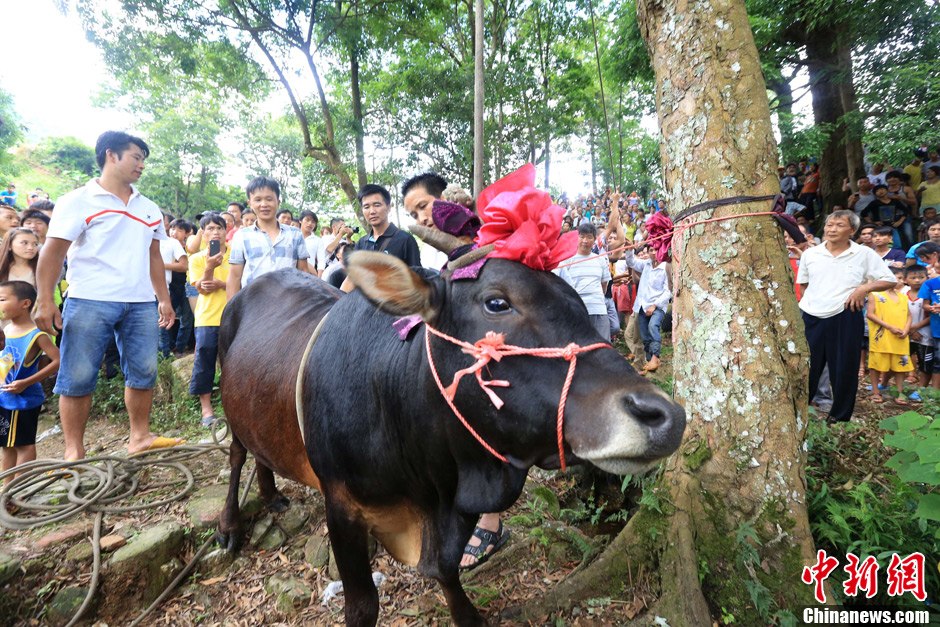 圖為村民給一頭黃牛頭戴上紅花準(zhǔn)備進(jìn)行“牽牛上樹(shù)”儀式。 譚凱興 攝