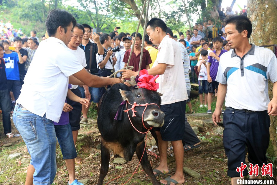 村民給黃牛套上繩索，準(zhǔn)備進(jìn)行儀式。 譚凱興 攝