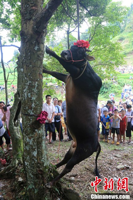 黃牛被吊死在樹(shù)上，完成了該祈福和警示的儀式。譚凱興 攝