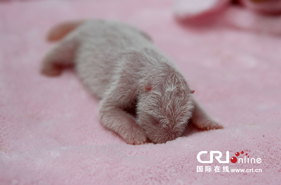 2013年7月11日，成都大熊貓繁育研究基地月亮產(chǎn)房，新生大熊貓寶寶在育嬰箱里憨態(tài)可掬。
