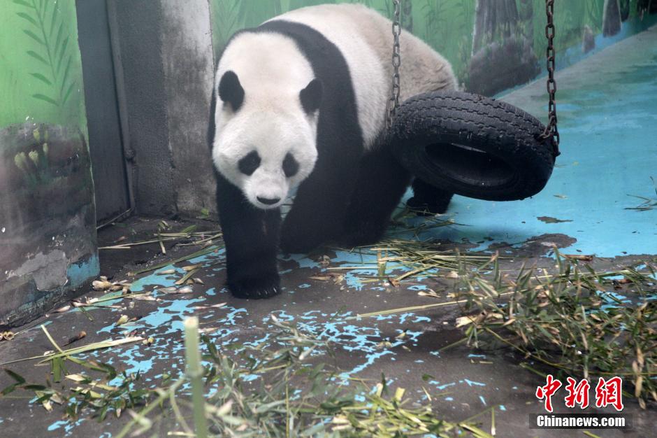 　3月17日，河南鄭州動(dòng)物園內(nèi)的大熊貓“龍昇”。