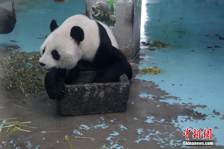 3月17日，河南鄭州動(dòng)物園內(nèi)的大熊貓“龍昇”。