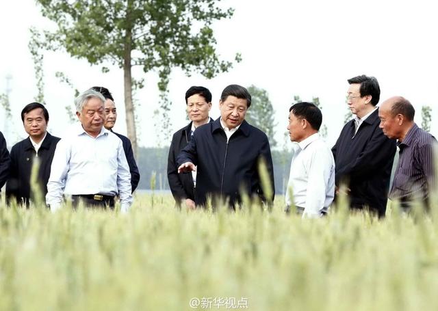習(xí)近平走進(jìn)糧田,看麥穗灌漿,問農(nóng)田建設(shè)。