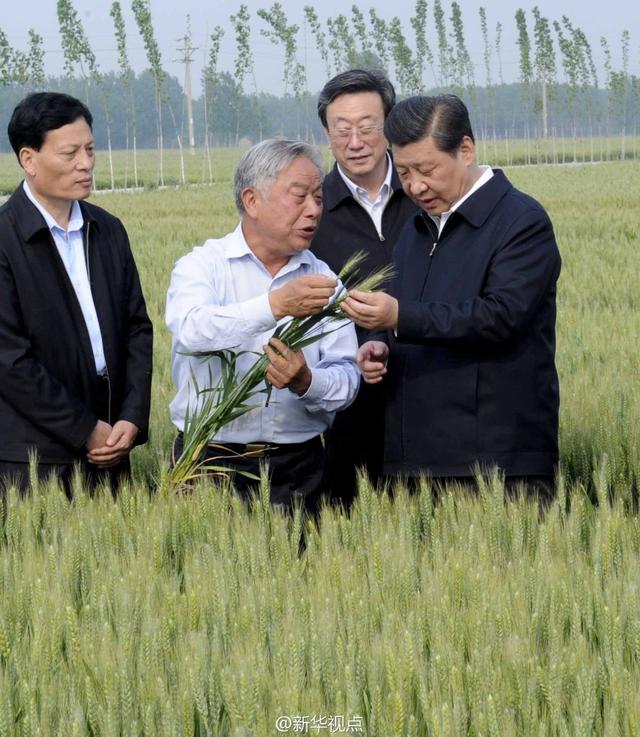 習(xí)近平走進(jìn)糧田,看麥穗灌漿,問農(nóng)田建設(shè)。