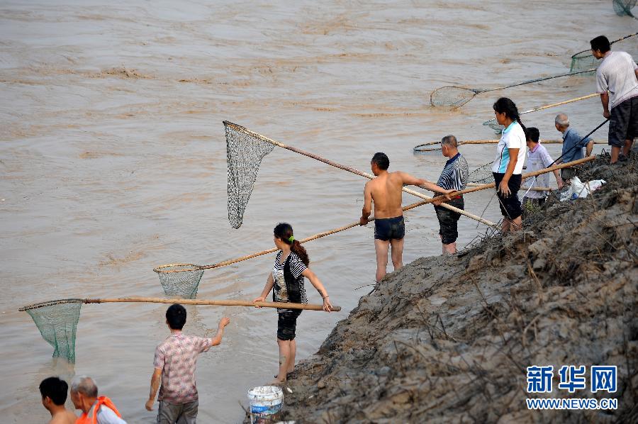 7月6日,在山西省平陸縣黃河岸邊,人們在河邊捕撈黃河“流魚”。