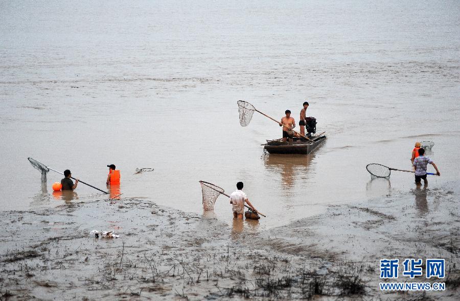 7月6日,在山西省平陸縣黃河河道內(nèi),人們在捕撈黃河“流魚”。