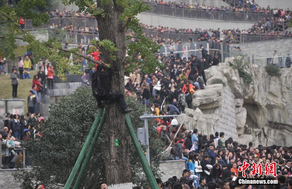 重慶一市民為占據(jù)有利位置，爬上銀杏樹觀看自己喜歡的明星。