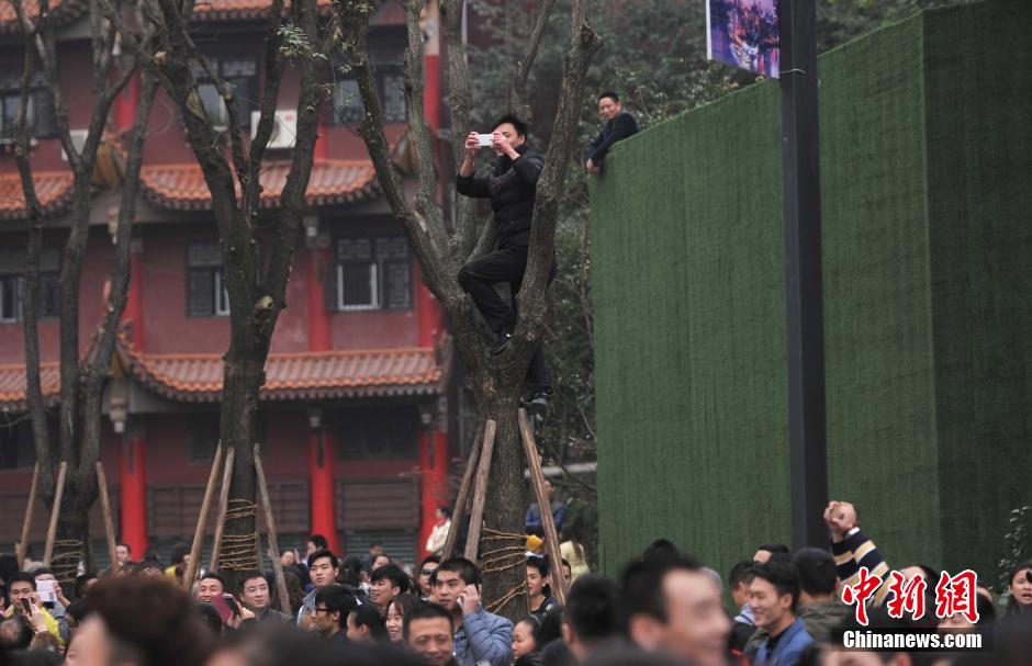 重慶一市民為占據(jù)有利位置，爬上銀杏樹觀看自己喜歡的明星。
