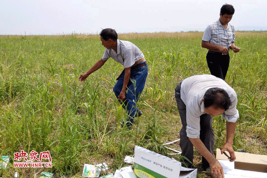 村民在撿拾散落的農(nóng)藥袋，身后是被毀的玉米。