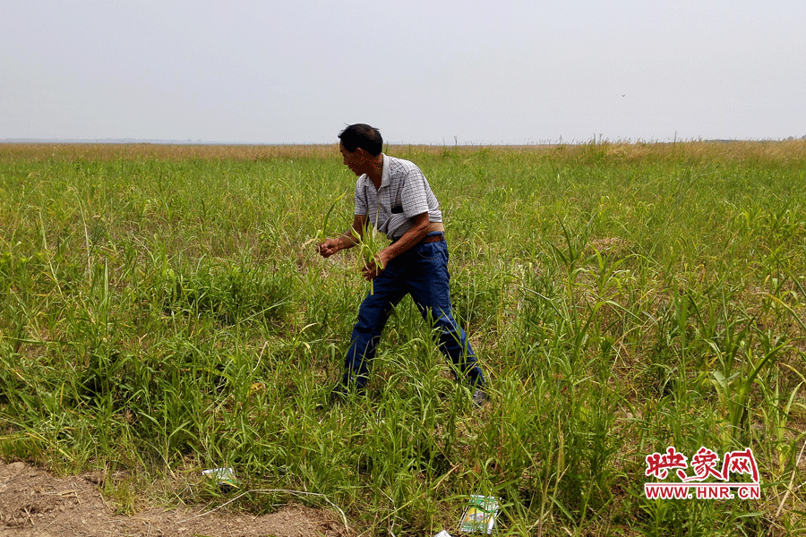 被農(nóng)藥摧毀的玉米。