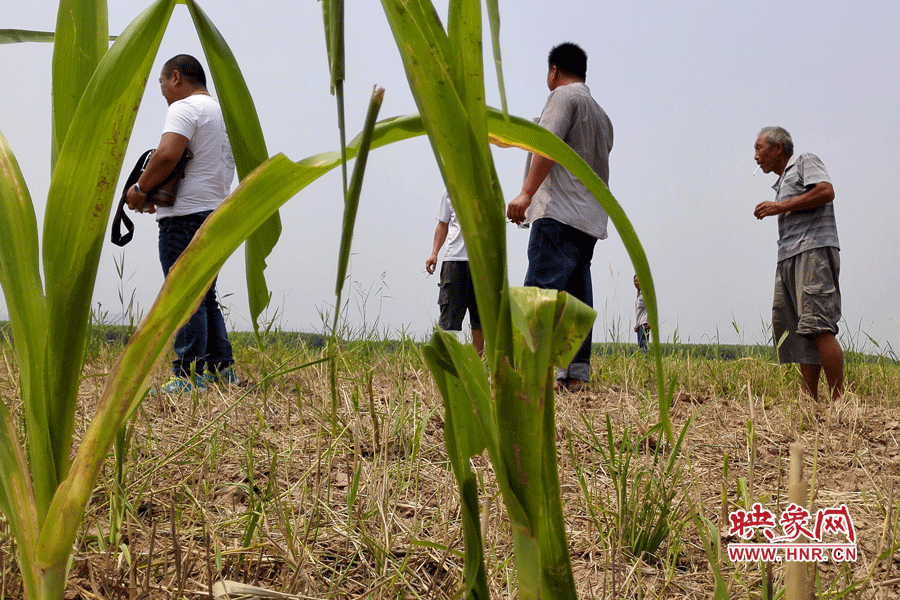耙過的玉米地殘留的玉米。