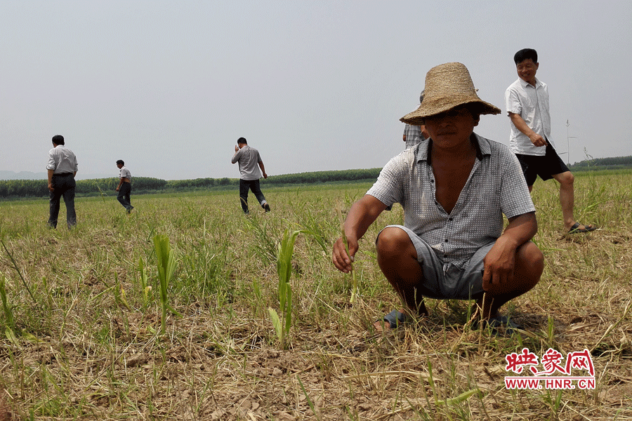 村民手捧殘留的玉米，欲哭無淚。