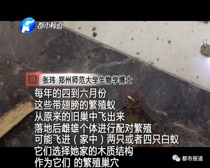 蟻?zhàn)宕筌娙肭?！十幾萬(wàn)裝修的新家被“吃掉”