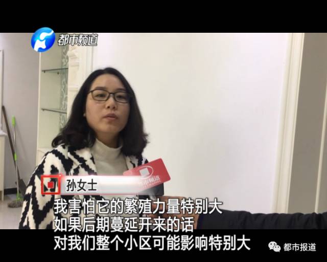 蟻?zhàn)宕筌娙肭?！十幾萬(wàn)裝修的新家被“吃掉”