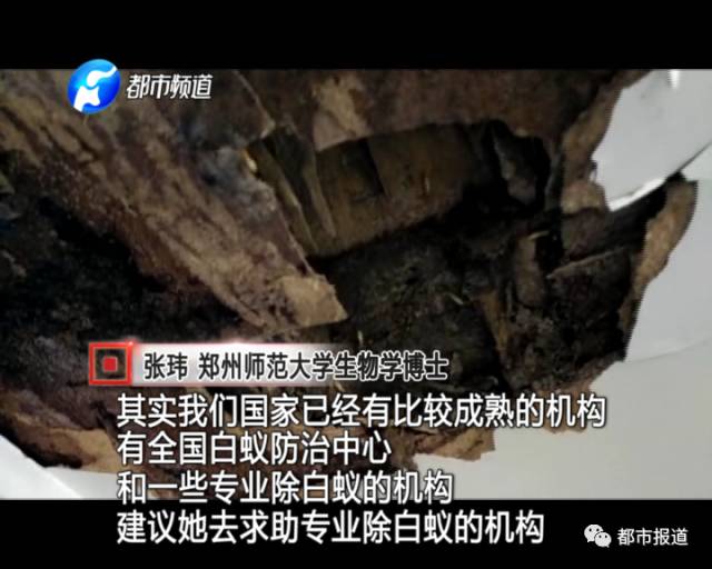 蟻?zhàn)宕筌娙肭?！十幾萬(wàn)裝修的新家被“吃掉”
