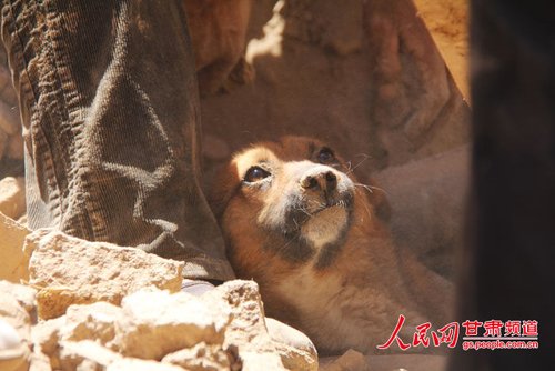 探出頭的小黃狗期待地看著救他的人。王生元/攝