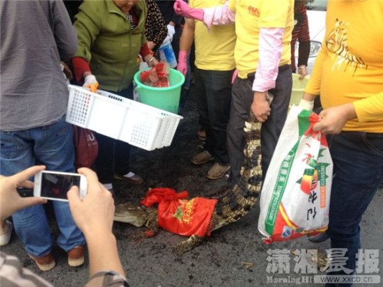 鱷魚被車主抓到。