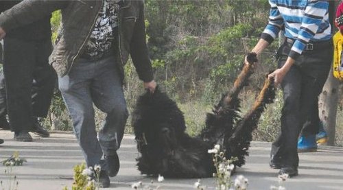 雙流鳳凰村兩只巨型藏獒襲擊村民，民警用手槍將其當(dāng)場擊斃