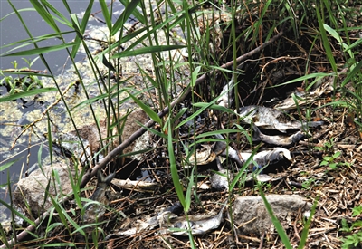南沙河中漂浮著大量生活垃圾和腐爛水草等物，岸邊出現(xiàn)大量死魚。新京報(bào)記者郭鐵流攝