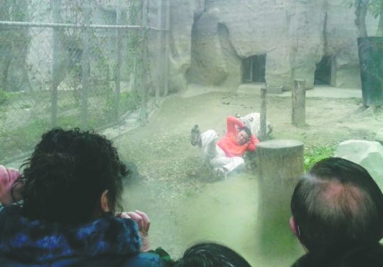 昨日，成都動物園，男子進入白虎活動區(qū)后被白虎拖行。動物園出動50多人成功營救下他