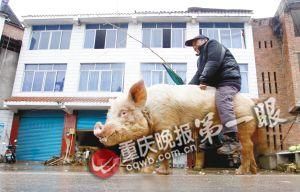 蔣大爺騎著他的種豬出門，回頭率很高。