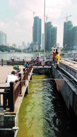 一群人正在打撈放生的龜、魚等。信息時報記者 陳文杰 攝