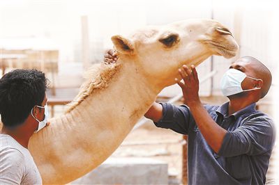 5月12日，印度工人在沙特利雅得外的一家農(nóng)場(chǎng)與駱駝接觸時(shí)戴著口罩