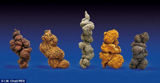 古時(shí)海龜五份糞便樣本也將拍賣。