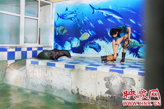 圖為飼養(yǎng)員和海獅。