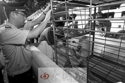 相關部門將加強管理，今年12月起烈性犬一律沒收。 （資料圖）