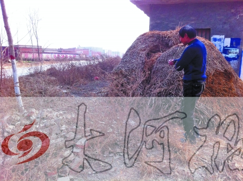 張哥、張弟就是在這兒撿到的投毒面包。