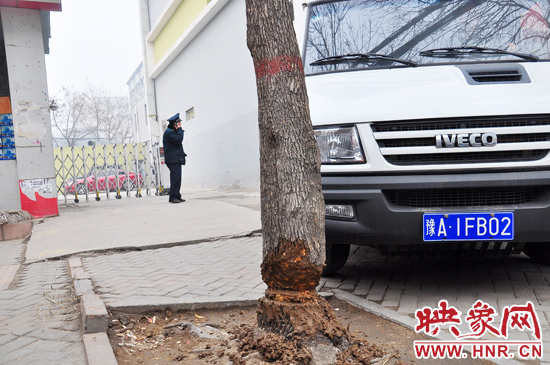 據(jù)了解，這棵樹在一家名叫“蝸牛之家”賓館專用停車場的出口處的南側(cè)，與北側(cè)的另外一棵白蠟樹有三四米的距