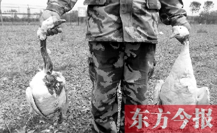 濟源一山間農(nóng)場遭襲，死傷200多只大鵝