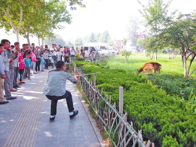 工作人員悄悄走近梅花鹿，準(zhǔn)備發(fā)射麻醉針。