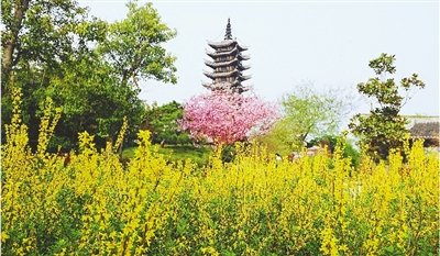 綠博園盛開的鮮花“期待”和市民“約會”。