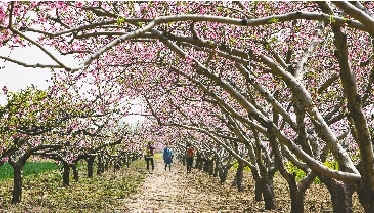 　郊外花海惹人醉。