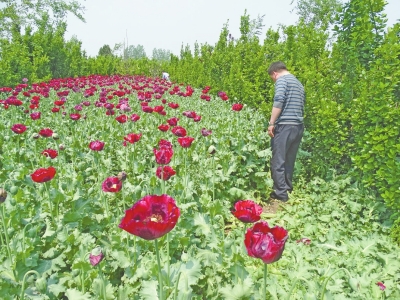 駐馬店千株罌粟藏身黃楊林 過路司機(jī)發(fā)現(xiàn)后舉報