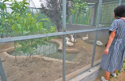 救助鳥類的大籠子里沒有鳥類，鴨子和鵝占了“鵲巢