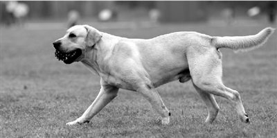 養(yǎng)犬限高35厘米一旦實(shí)施，拉布拉多、金毛等大型犬將被禁養(yǎng)。
