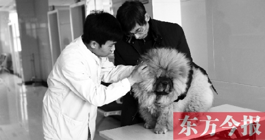 在一家大型寵物醫(yī)院里，生病的狗狗正在接受治療